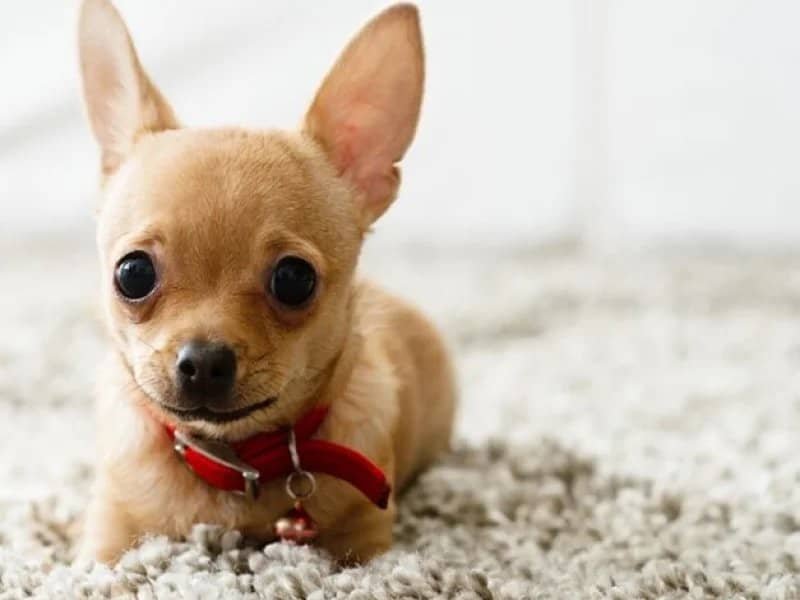 chihuahua on plush carpet